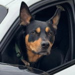 Un Pembroke Kelpie Dog dans une voiture et portant un collier autour du cou