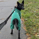 Un Pembroke Kelpie Dog sur une surface bitumée et qui est tenu en laisse 