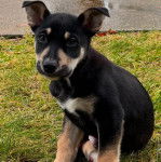 Un chiot Pembroke Kelpie Dog assis sur une surface herbacée et regardant vers la caméra 
