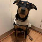 Un Pembroke Kelpie Dog assis sur un plancher et portant un collier autour du cou