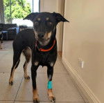 Un Pembroke Kelpie Dog sur un sol carrelé et portant un collier autour du cou