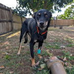 Un Pembroke Kelpie Dog sur un terrain herbeux et portant un collier autour du cou