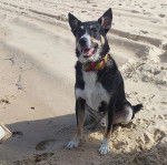 Un Pembroke Kelpie Dog assis sur une surface sableuse et portant un collier autour du cou