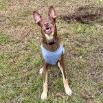 Un Pembroke Kelpie Dog portant un habit pour chien et un collier autour du cou