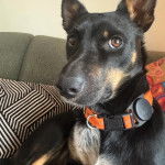Un Pembroke Kelpie Dog allongé sur un canapé et portant un collier autour du cou