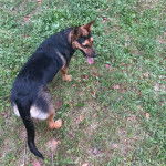 Un Pembroke Kelpie Dog sur une surface herbacée et ayant la langue pendante 