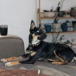 Un Pembroke Kelpie Dog allongé sur un canapé et portant un collier autour du cou