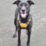 Un Pembroke Kelpie Dog sur une surface bétonnée et portant un harnais 