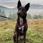 Un Pembroke Kelpie Dog assis sur une surface herbacée et qui est tenu en laisse 