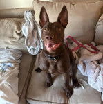 Un Pembroke Kelpie Dog assis sur un canapé et qui est tenu en laisse 
