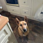 Un Pembroke Kelpie Dog assis sur un sol carrelé et portant un collier autour du cou