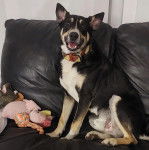 Un Pembroke Kelpie Dog assis sur un canapé et portant un collier autour du cou