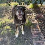 Un Pembroke Kelpie Dog ayant la gueule ouverte et portant un collier autour du cou