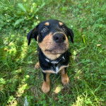 Un Pembroke Kelpie Dog sur une surface herbacée et portant un collier autour du cou