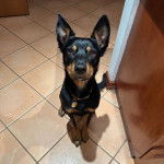 Un Pembroke Kelpie Dog assis sur un sol carrelé et portant un collier autour du cou