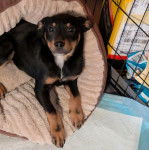 Un Pembroke Kelpie Dog allongé et regardant vers la caméra 