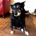 Un Pembroke Kelpie Dog assis sur un plancher et regardant vers la caméra  