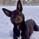 Un Pembroke Kelpie Dog allongé sur une surface enneigée 