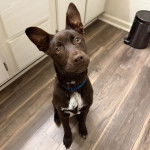 Un Pembroke Kelpie Dog assis sur un plancher et portant un collier autour du cou