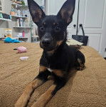 Un Pembroke Kelpie Dog allongé sur un lit et semblant détendu