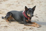 Un Pembroke Kelpie Dog allongé sur une surface sableuse et portant un collier autour du cou