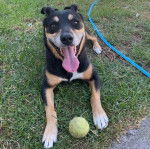 Un Pembroke Kelpie Dog allongé sur une surface gazonnée et ayant la langue pendante