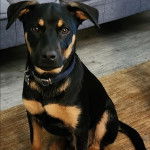 Un Pembroke Kelpie Dog assis sur un plancher et portant un collier autour du cou