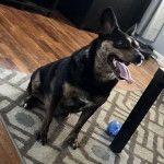 Un Pembroke Kelpie Dog assis sur un tapis et semblant bâiller 