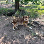 Un Pembroke Kelpie Dog allongé sur une surface sableuse et portant un collier autour du cou