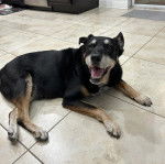 Un Pembroke Kelpie Dog allongé sur un sol carrelé et ayant la gueule ouverte 