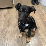 Un chiot Pembroke Kelpie Dog assis sur un plancher et portant un harnais 