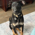Un Pembroke Kelpie Dog assis sur un tapis et portant un collier autour du cou