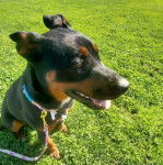 Un Pembroke Kelpie Dog assis sur une surface herbacée et qui est tenu en laisse