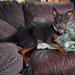 Un Pembroke Kelpie Dog allongé sur un canapé et portant un collier autour du cou