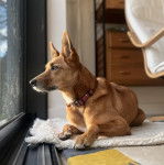 Un Pembroke Kelpie Dog allongé et portant un collier autour du cou