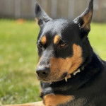 Un Pembroke Kelpie Dog allongé sur une surface gazonnée et portant un collier autour du cou