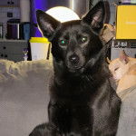 Un Pembroke Kelpie Dog assis sur un canapé et regardant vers la caméra 