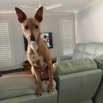 Un Pembroke Kelpie Dog assis sur un canapé et regardant vers la caméra 