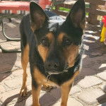 Un Pembroke Kelpie Dog sur un sol pavé et portant un collier autour du cou