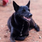 Un Pembroke Kelpie Dog allongé sur une surface sableuse