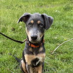 Un Pembroke Kelpie Dog assis sur une surface herbacée et qui est tenu en laisse