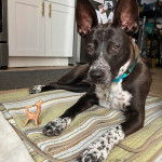 Un Pembroke Kelpie Dog regardant vers la caméra et portant un collier autour du cou