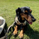 Un Pembroke Kelpie Dog allongé sur une surface gazonnée et qui est tenu en laisse