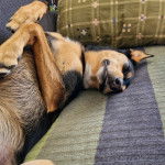 Un Pembroke Kelpie Dog allongé sur un canapé et semblant dormir 