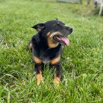 Un chiot Pembroke Kelpie Dog allongé sur une surface herbacée et tirant la langue 