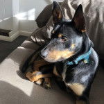 Un Pembroke Kelpie Dog assis sur un canapé et portant un collier autour du cou