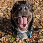 Un Pembroke Kelpie Dog assis sur un sol jonchés de feuilles mortes et qui est tenu en laisse 