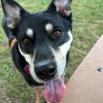 Un Pembroke Kelpie Dog portant un collier autour du cou et tirant la langue 