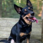 Un Pembroke Kelpie Dog ayant la langue pendante et portant un collier autour du cou