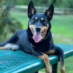 Un Pembroke Kelpie Dog allongé sur une table et regardant vers 